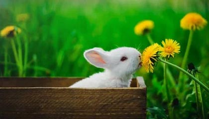 南充伴游，定制QQ：3494206190微信：act1322